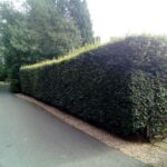 Hedge Cutting Services D R Minns Tree Surgery