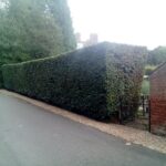 Hedge Work D R Minns Tree Surgery