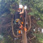 D R Minns Tree Surgery