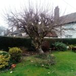 Tree Removal D R Minns Tree Surgery