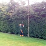 Hedge Maintenance D R Minns Tree Surgery