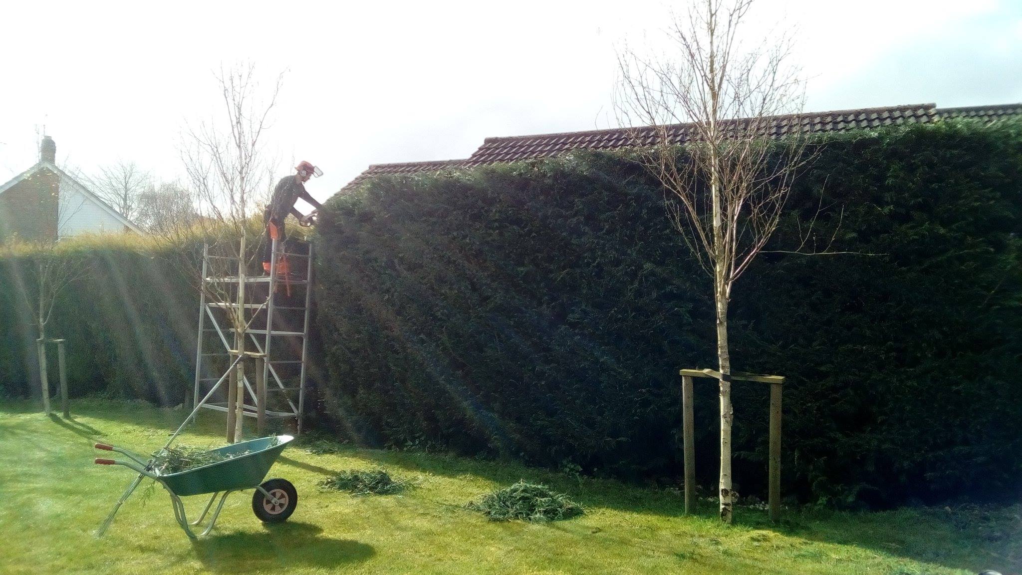 Hedge Reducing, D R Minns Tree Surgery