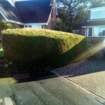 Hedge Cutting Services D R Minns Tree Surgery